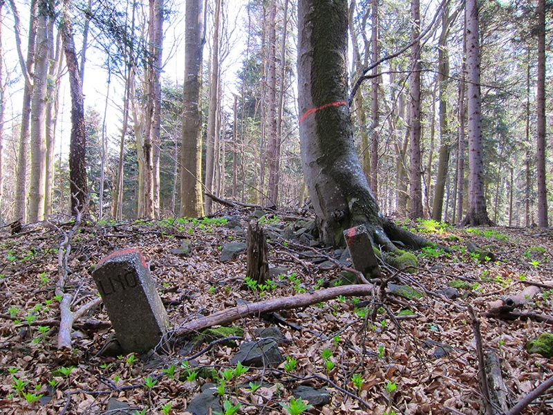 hochwienerwald